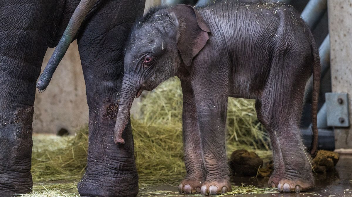 Slůně narozené ve zlínské zoo je vitální, samice o něj starostlivě pečuje